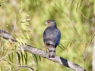 Cooper's Hawk