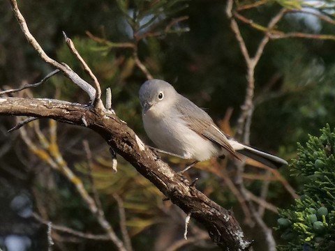 Blue-gray Gnatcatcher (migrant, some in winter)