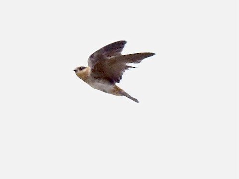 Cave Swallow (summer)