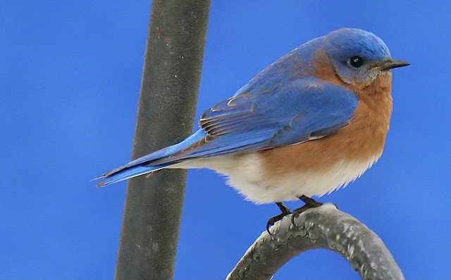 Eastern Bluebird (male)