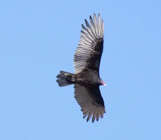 Turkey Vulture