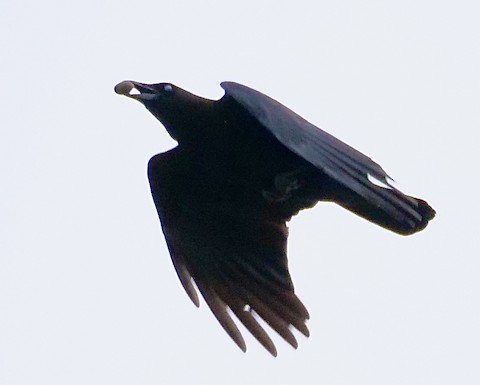 American Crow
