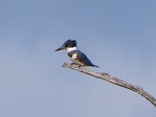 Belted Kingfisher female
