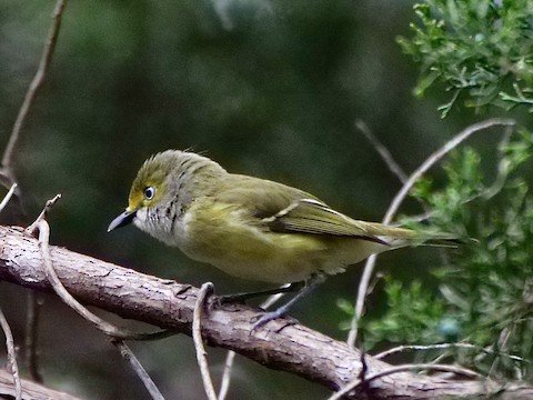 White-eyed Vireo (mostly summer)