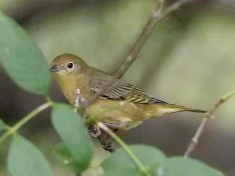 Yellow Warbler (female) migrant