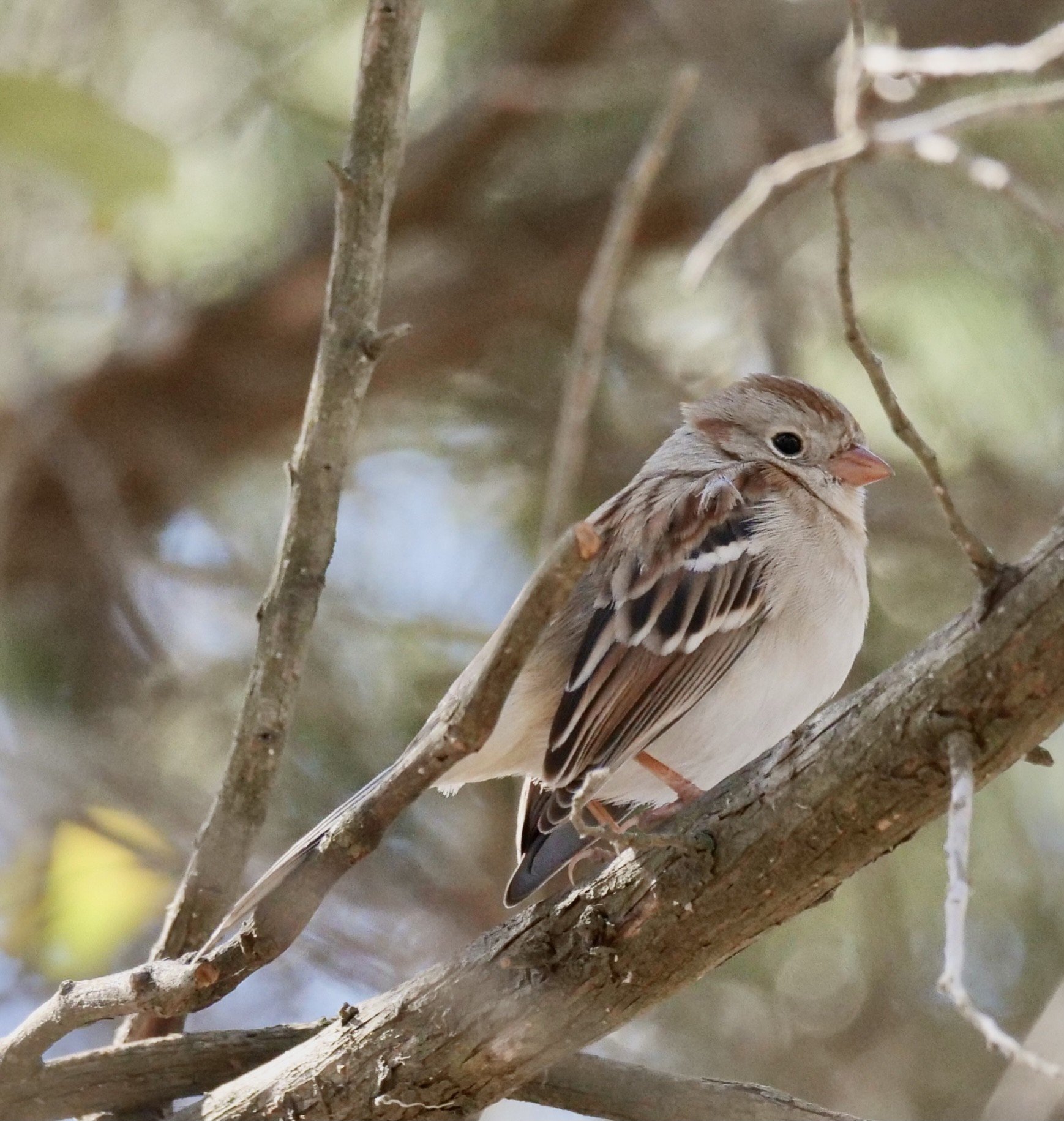 Field Sparrow (winter)