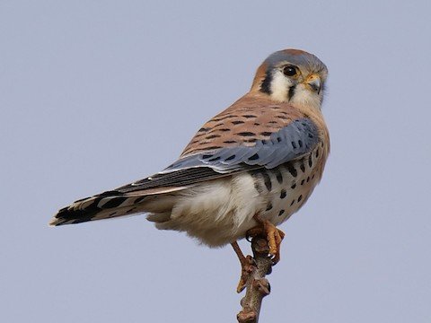 American Kestrel (male)
