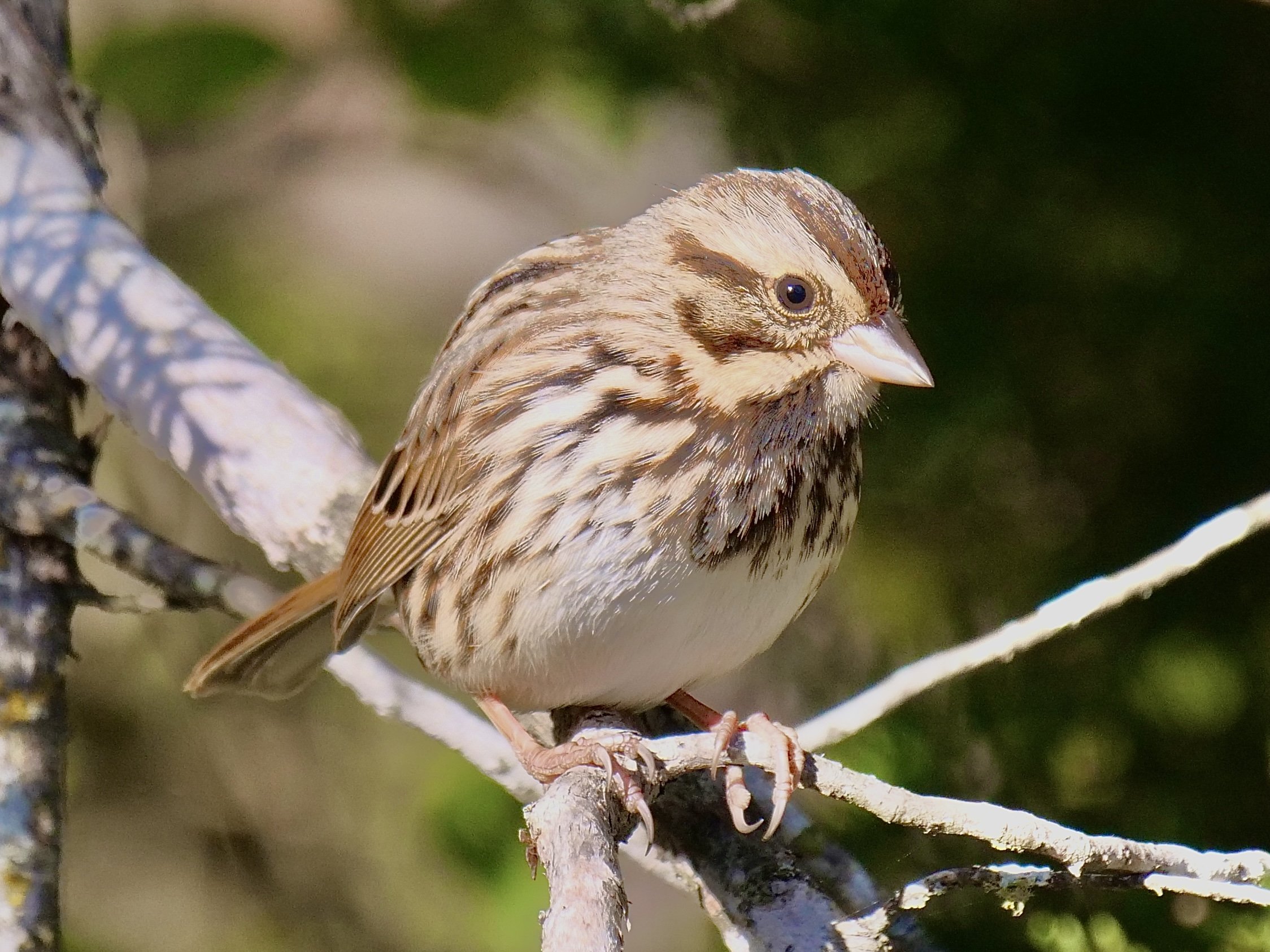 Lincoln's Sparrow (winter)