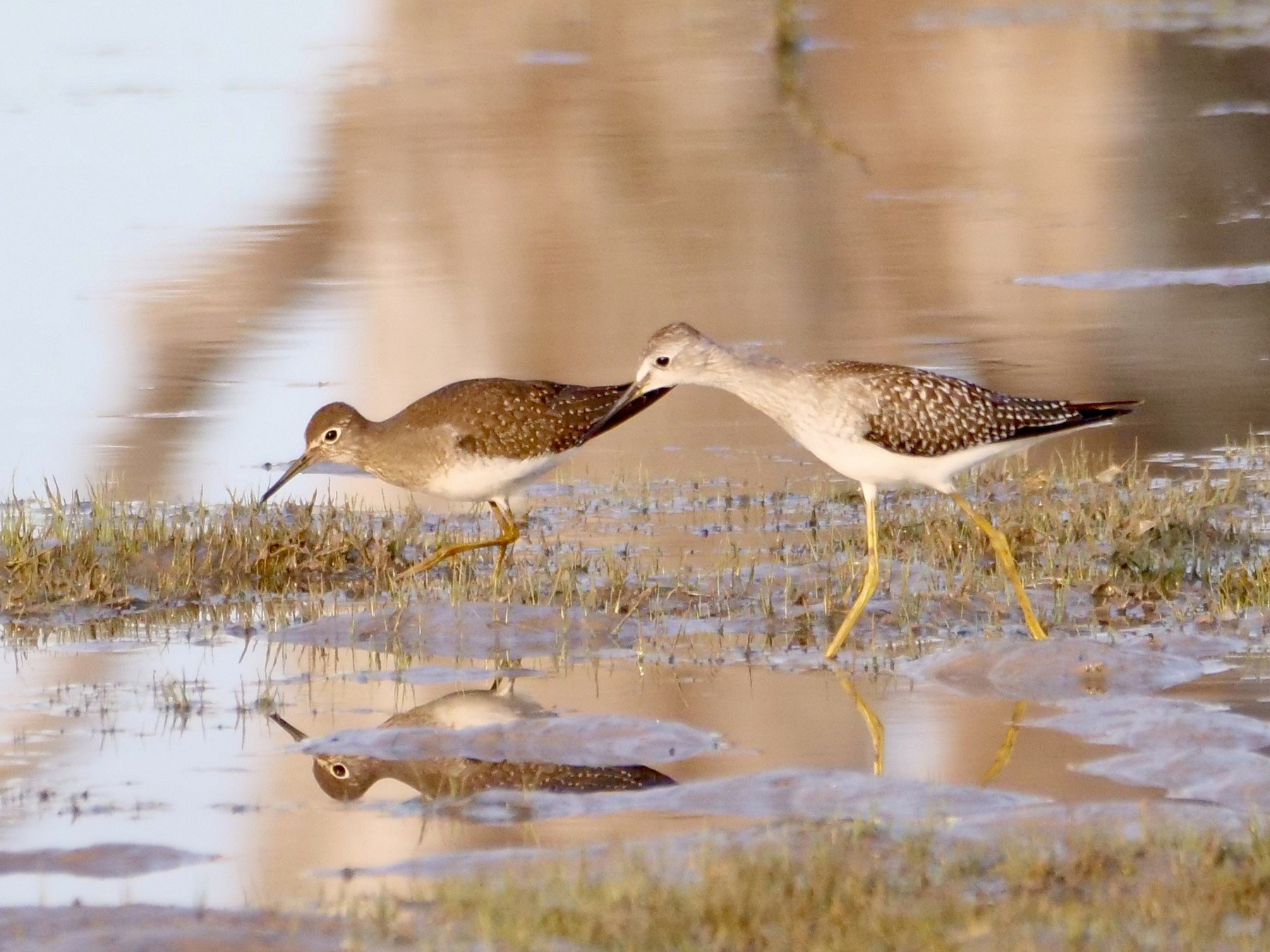 Greater Yellowlegs (on right) and Solitary Sandpiper
