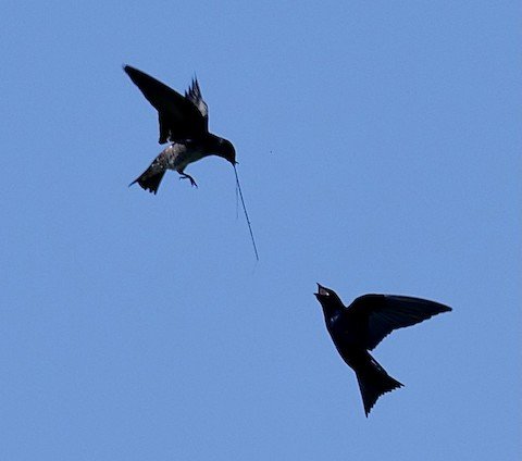 Purple Martins