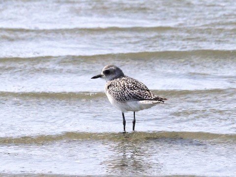 Black-bellied Plover (uncommon migrant in wet areas)