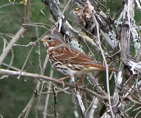 Fox Sparrow (winter)