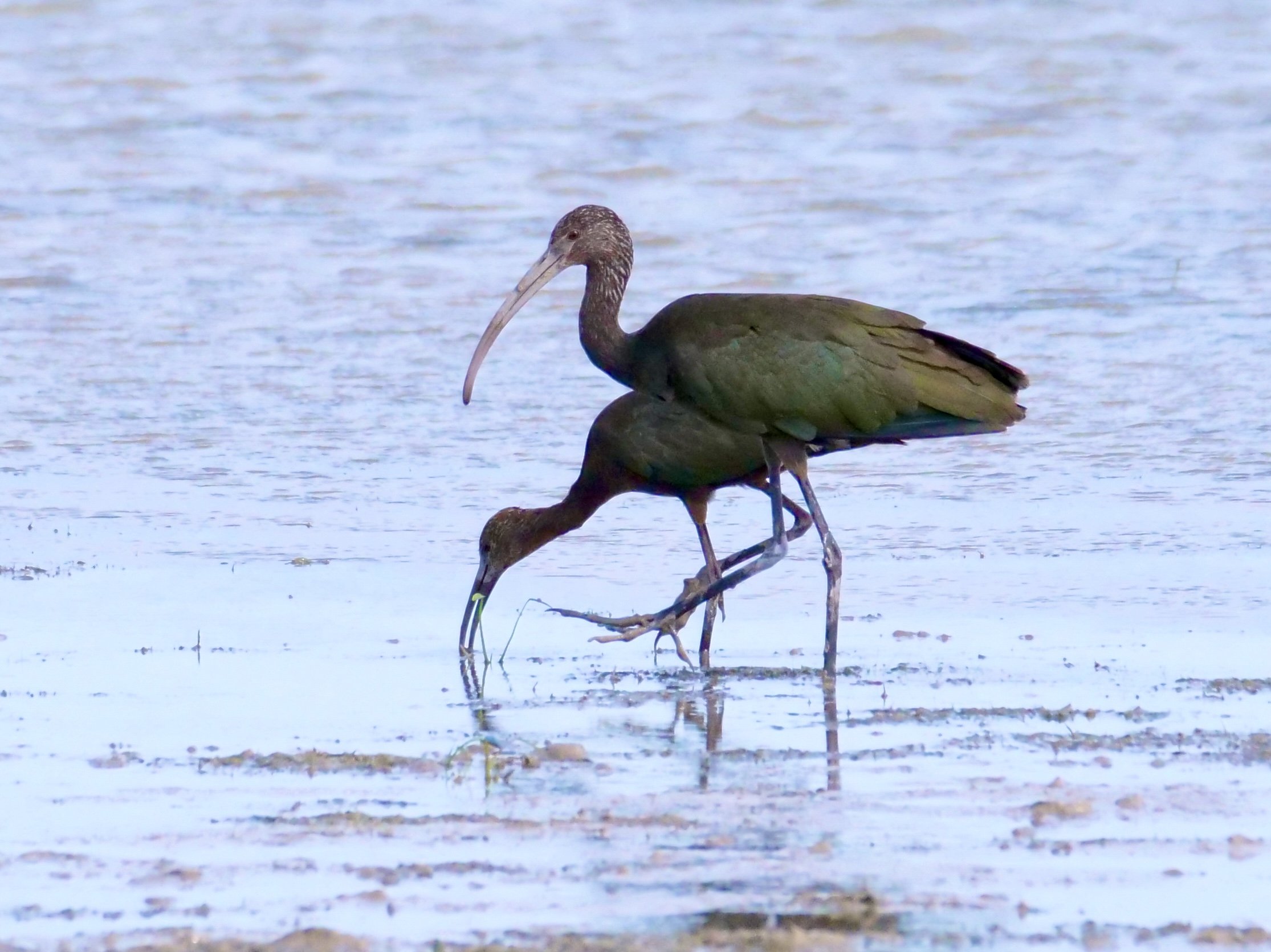 White-faced Ibis (uncommon migrant)