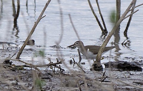 Spotted Sandpiper (non-Breeding)