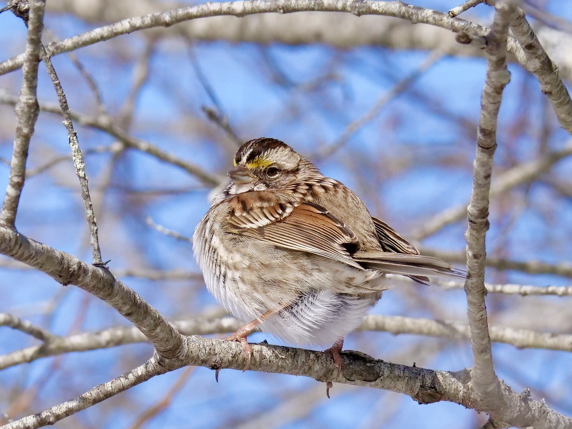 White-throated Sparrow (winter)