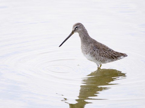 Long-billed Dowitcher