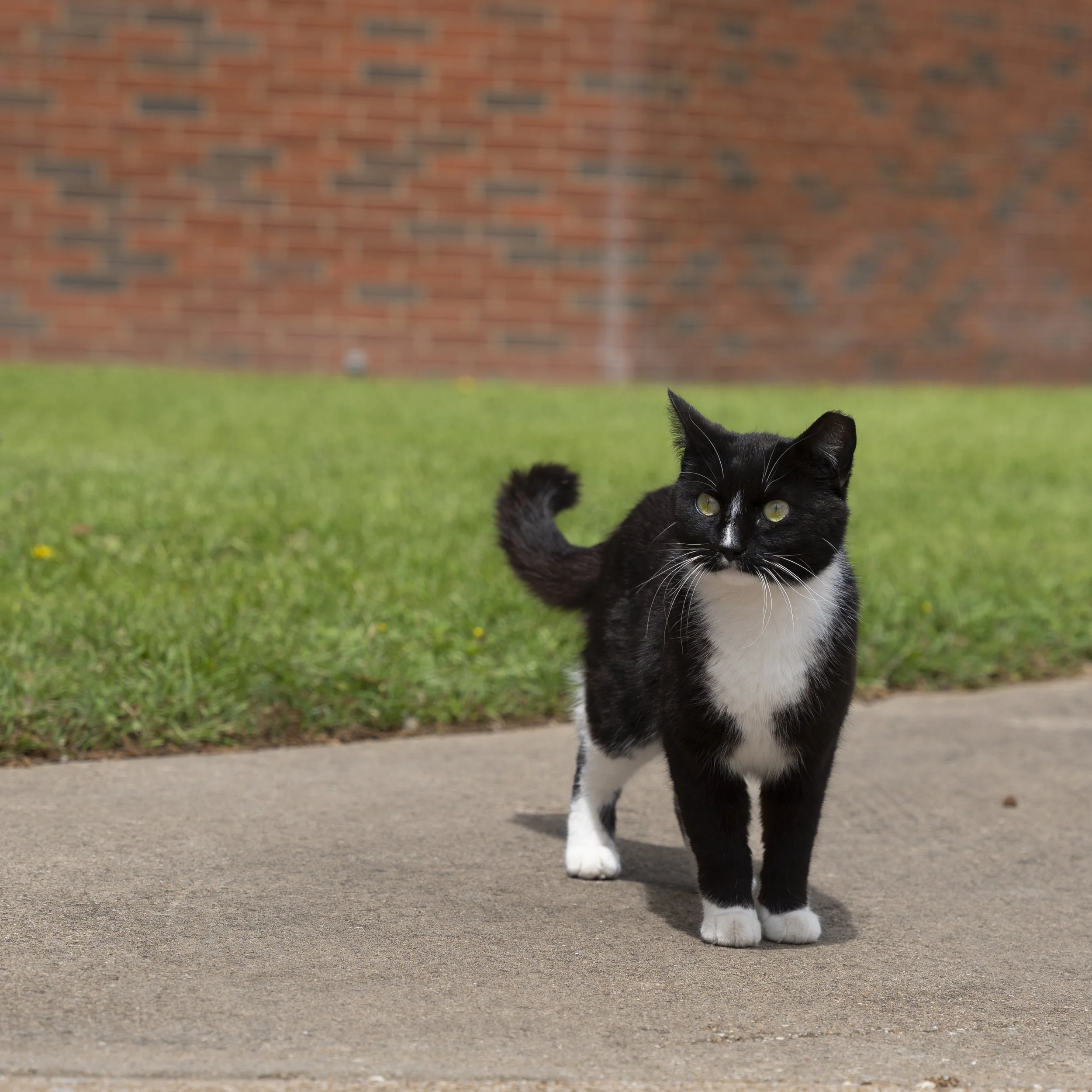 Cats 4.2.24-1087128.jpg