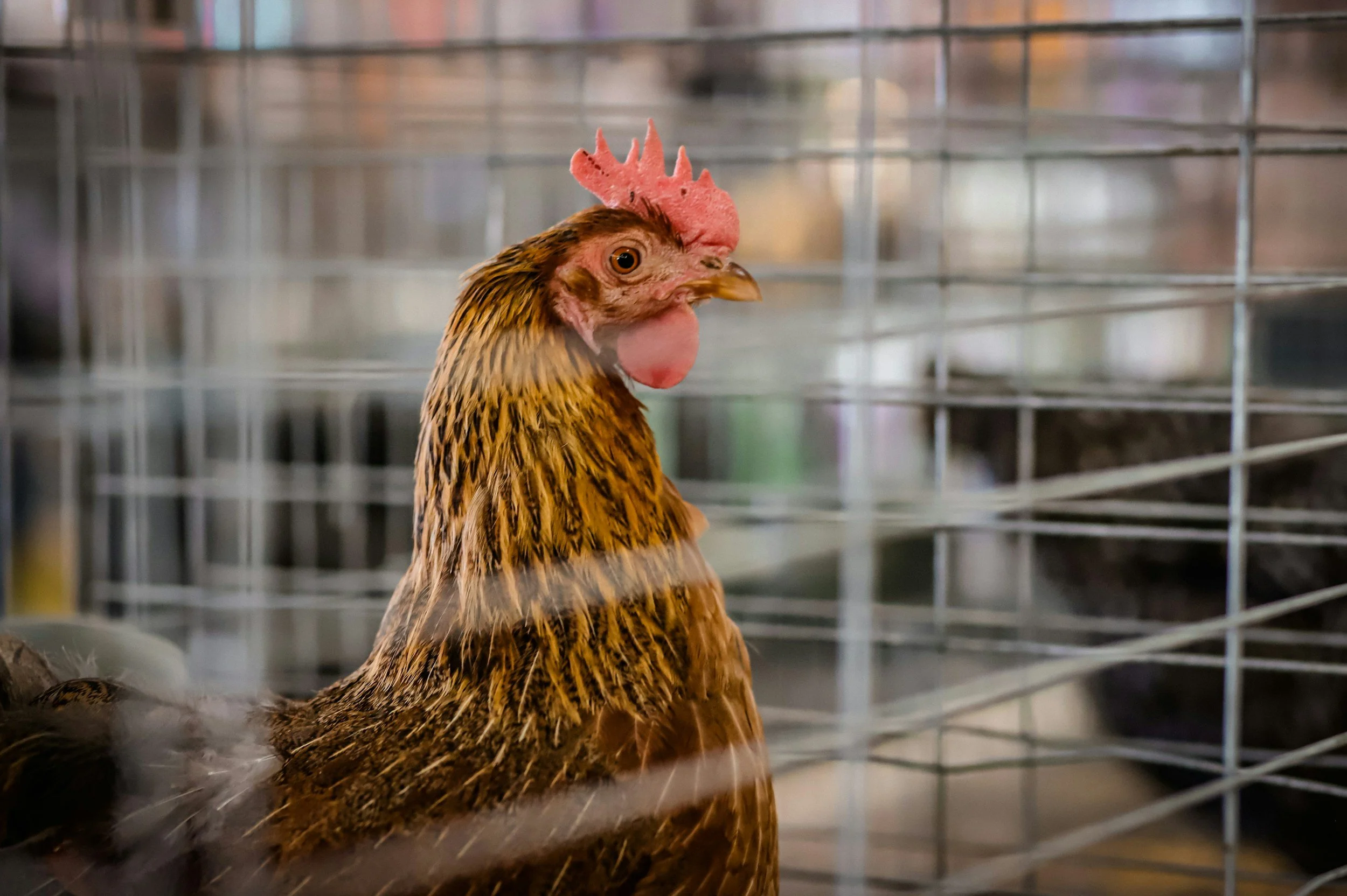 Is Cage-Free Really Cage-Free?