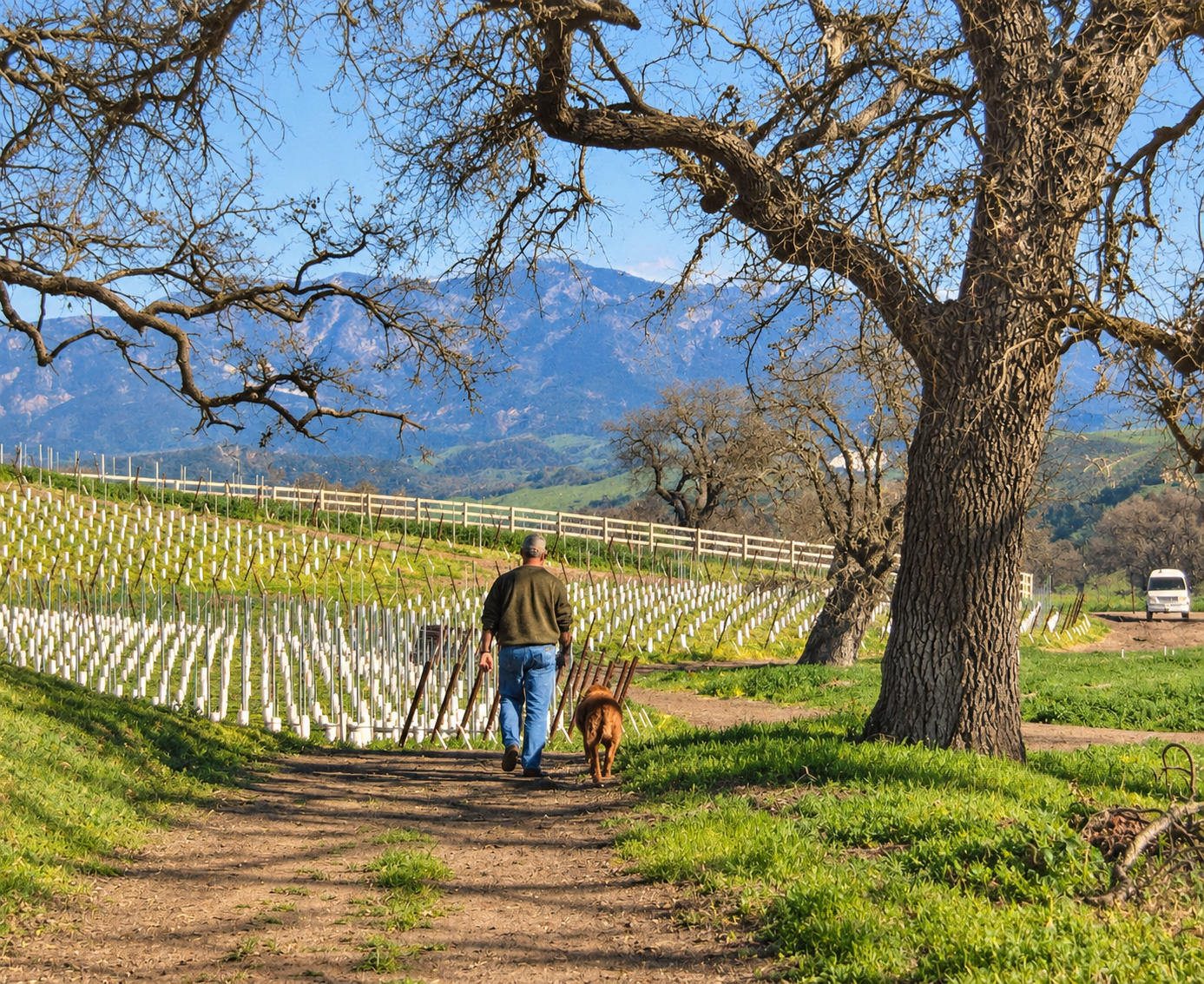 Larry Grassini and his beloved Golden Retriever stroll along the dirt road at the Grassini Family Vineyards Estate in Santa Ynez.