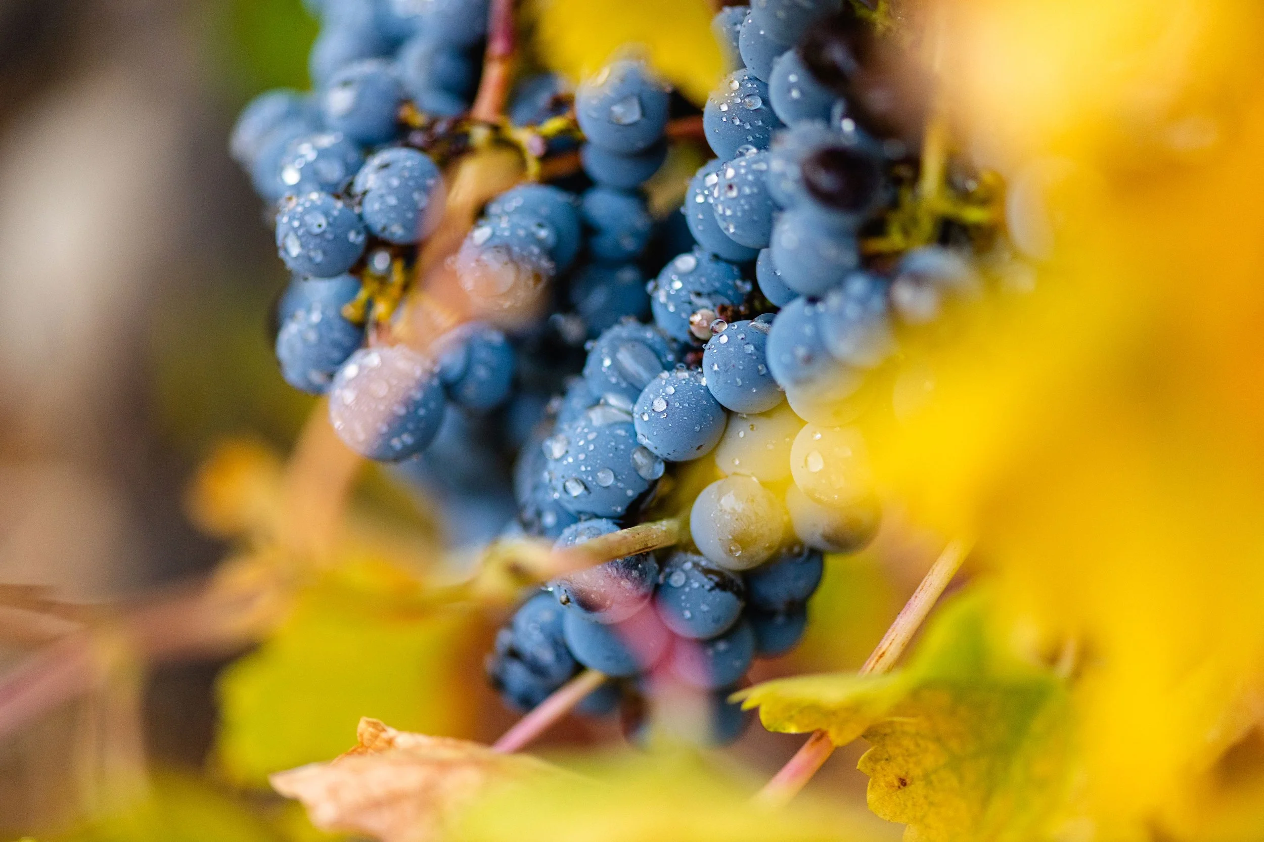 Close up view of ripe red wine grapes, misted with water droplets, as they hang on the vine at the Grassini Family Vineyards Estate.