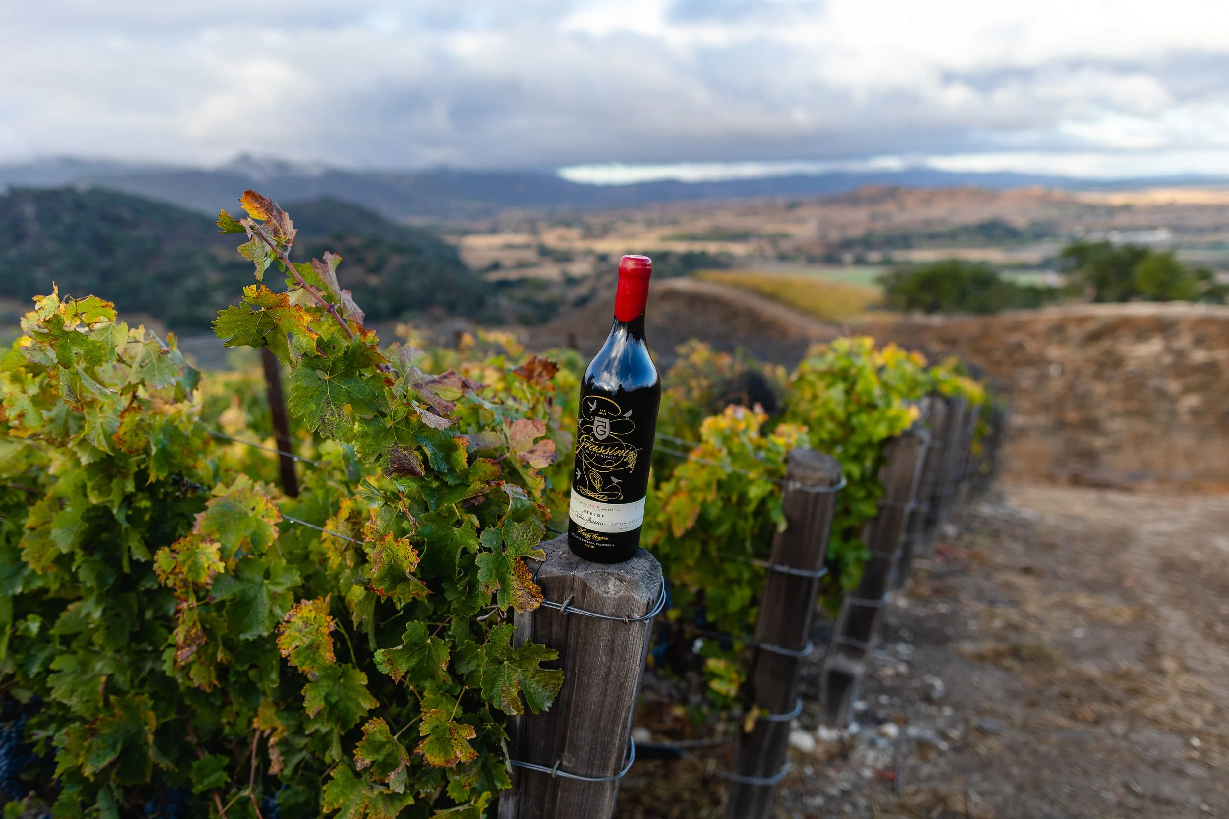 Bottle of Grassini Merlot on a vineyard post with the rolling vineyard hills behind it.