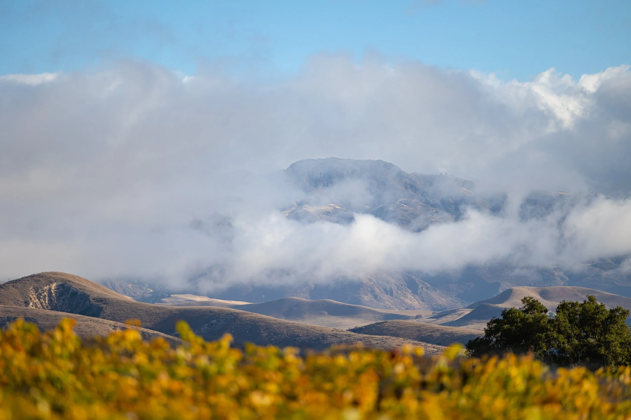 Fog and clouds hover over the vineyard vines at the Grassini Family Vineyards Estate in Santa Ynez.