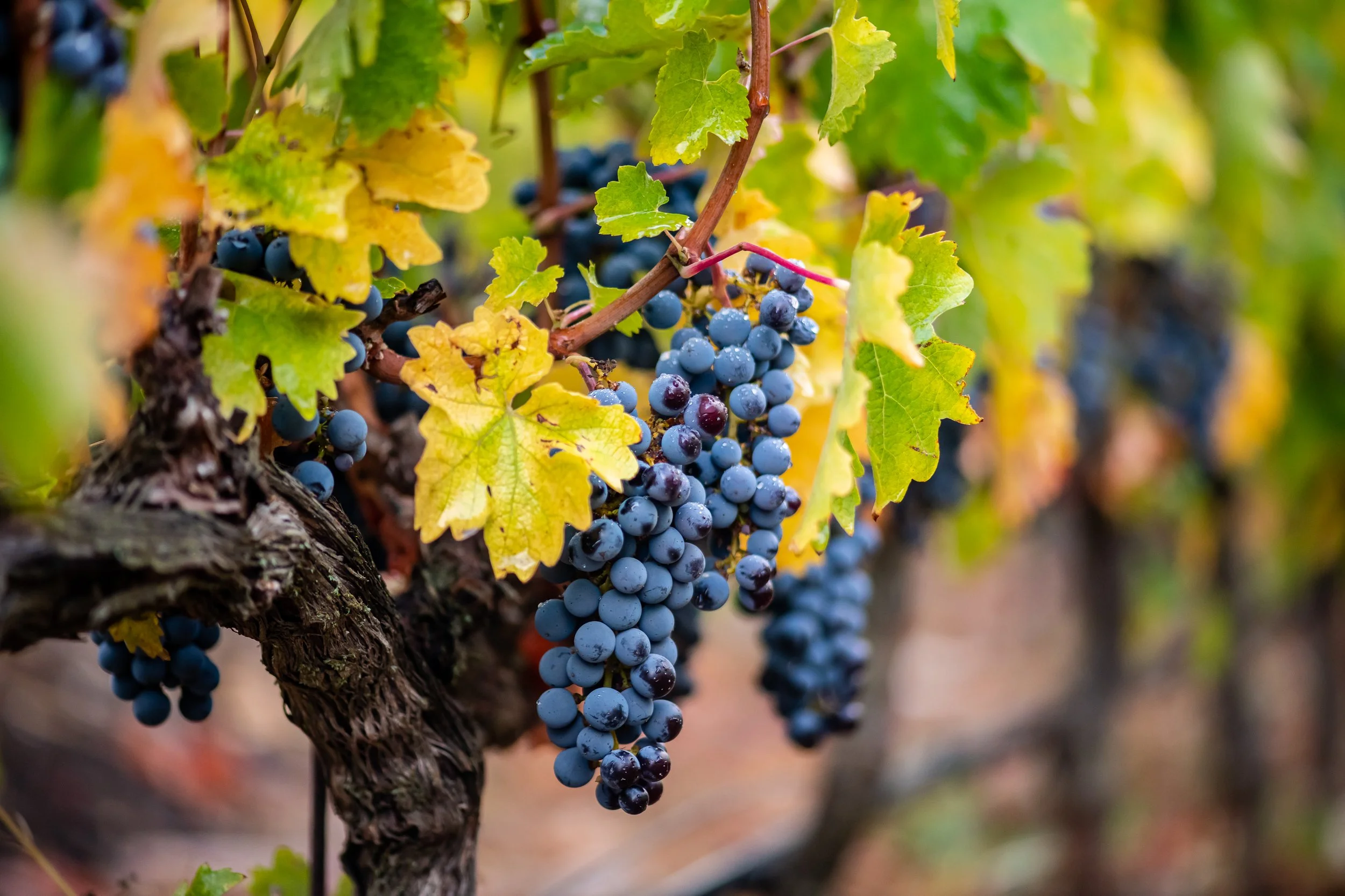 Cabernet grapes hanging on vine in vineyard.