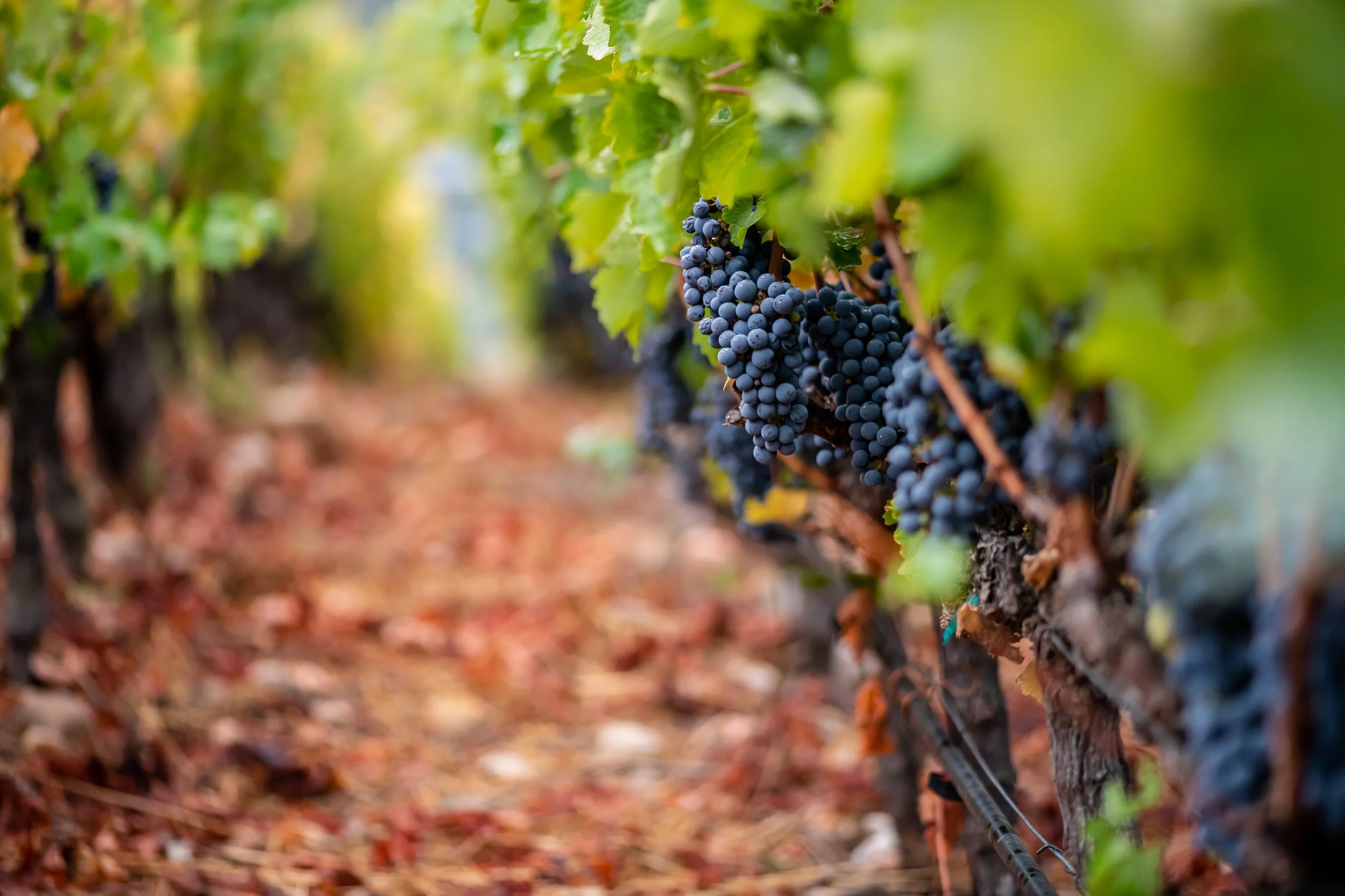 Ripe Cabernet Sauvignon grapes hang on a vineyard vine at the Grassini Family Vineyards Estate in Santa Ynez.