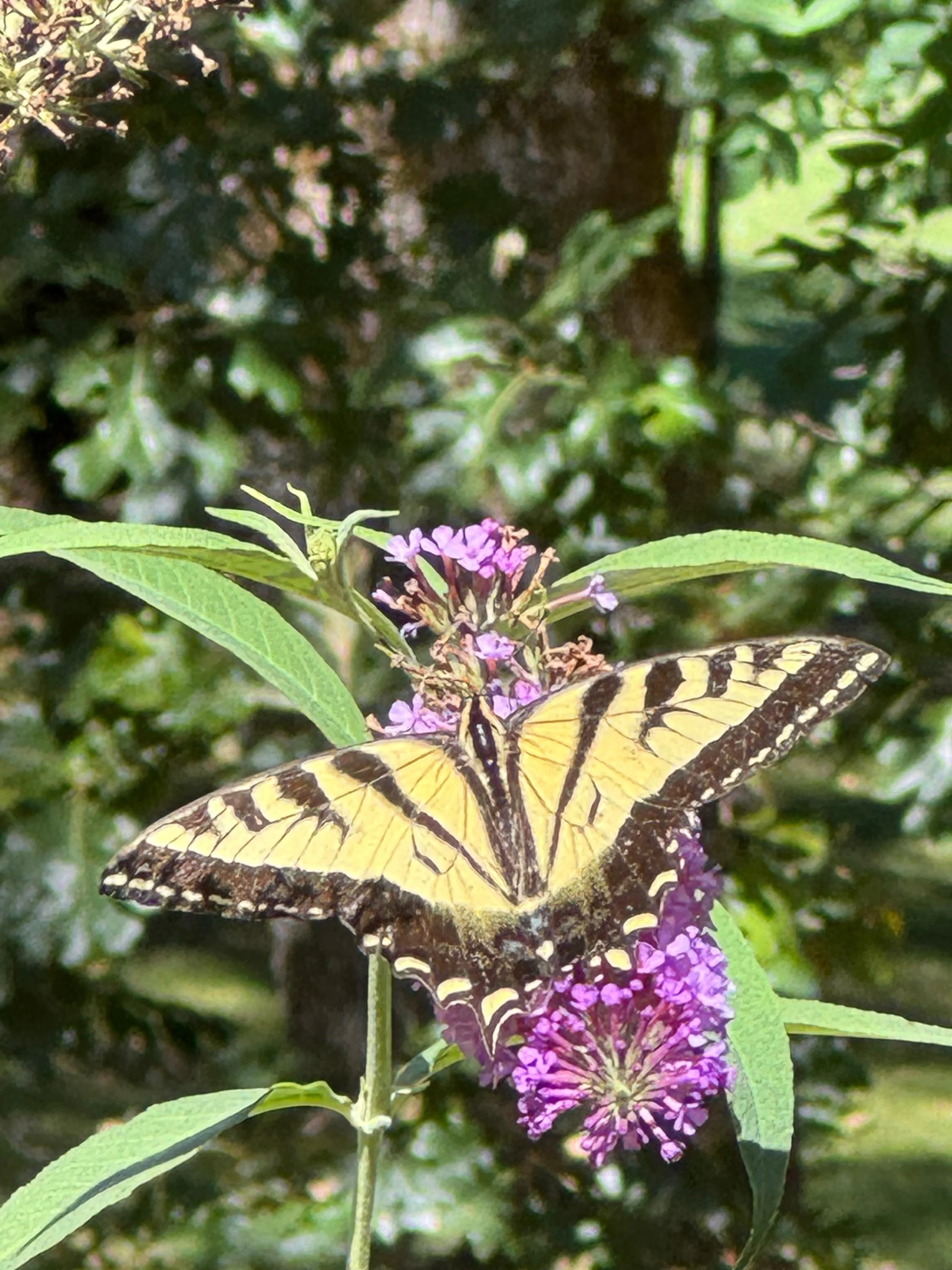 My Garden. The Lover.