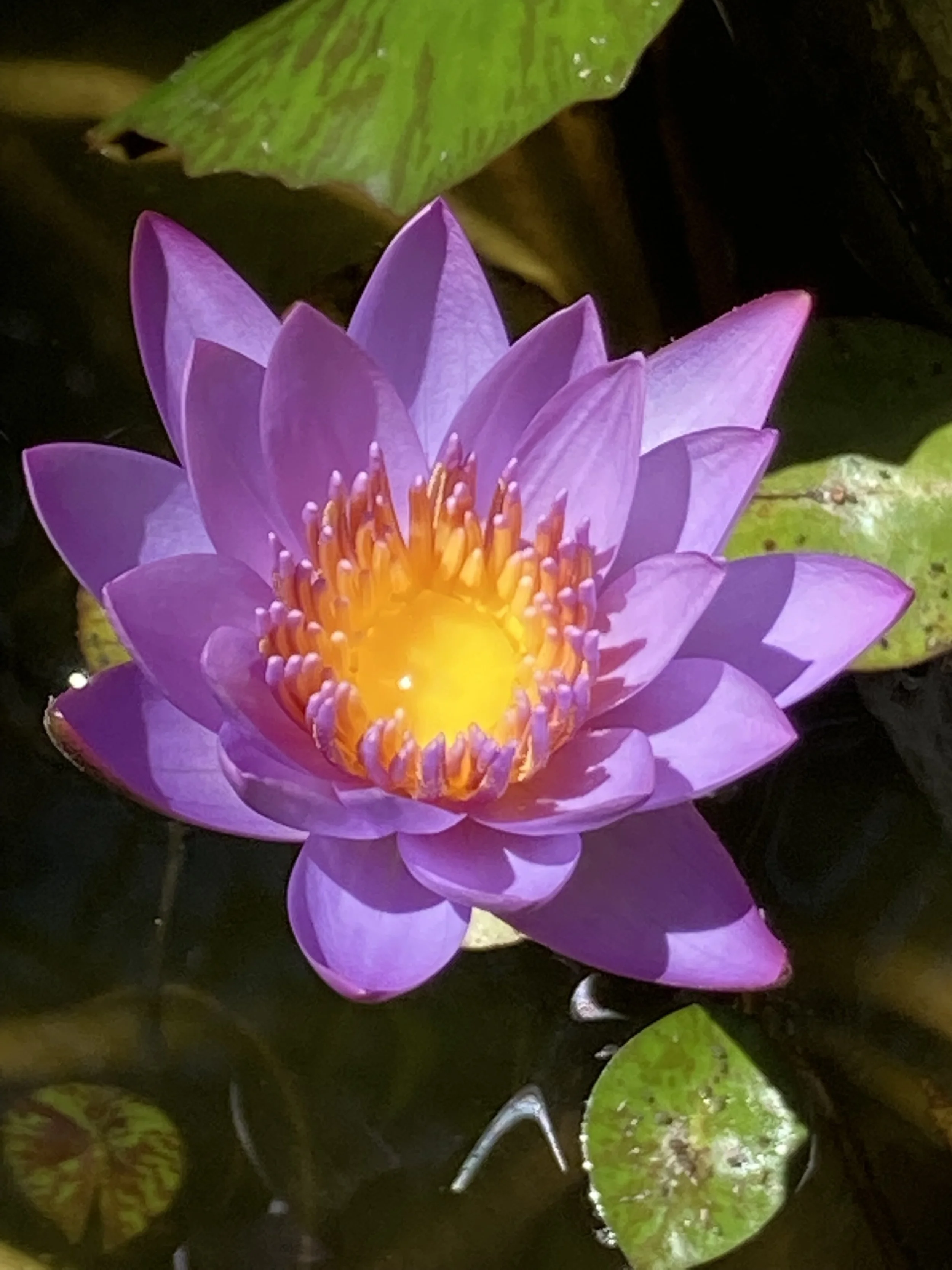 A vibrant purple water lily flower with yellow and orange center, floating on dark water with green lily pads.