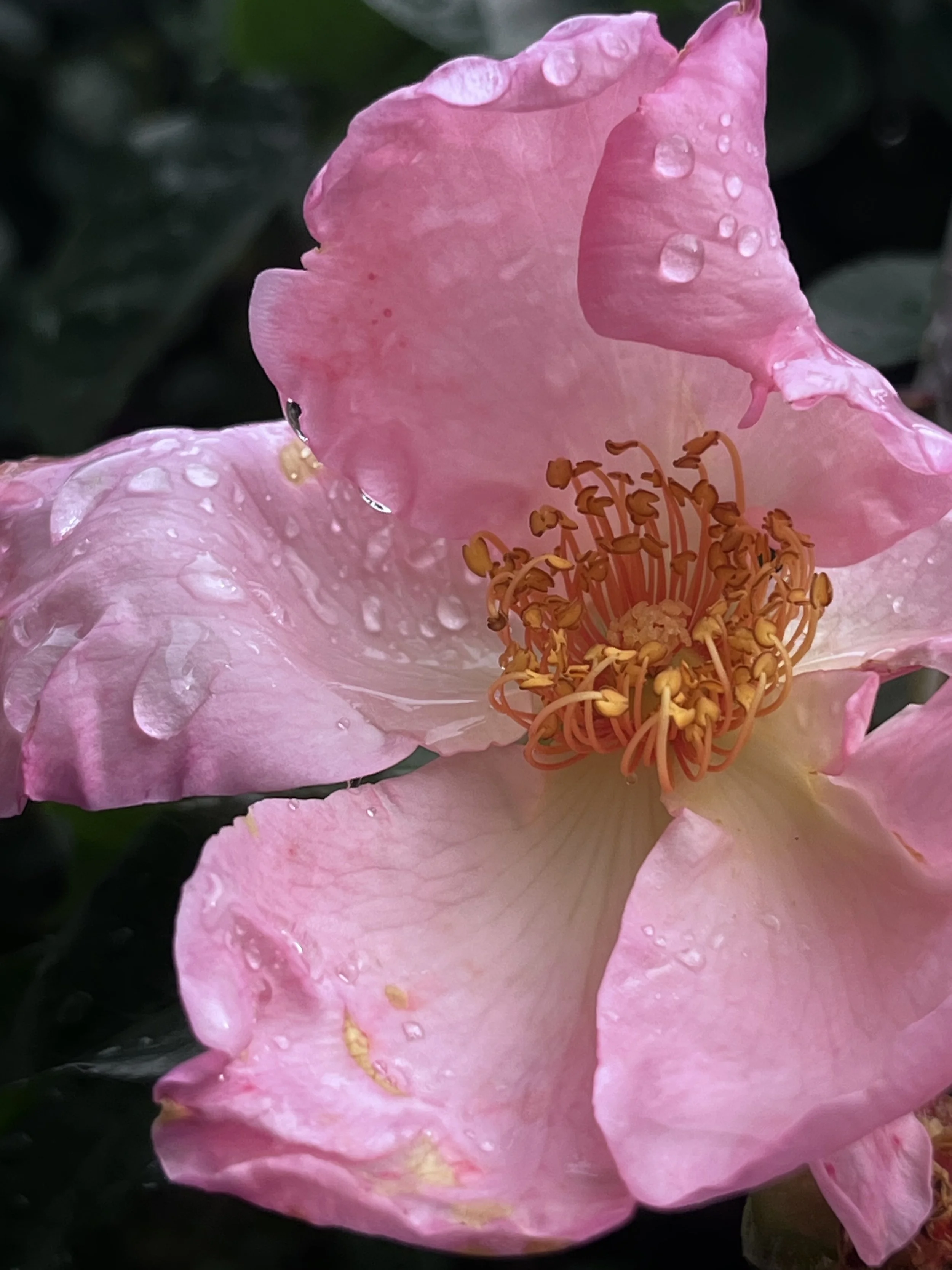 Close-up of a pink camellia flower with water droplets on its petals, showing orange stamens at the center.