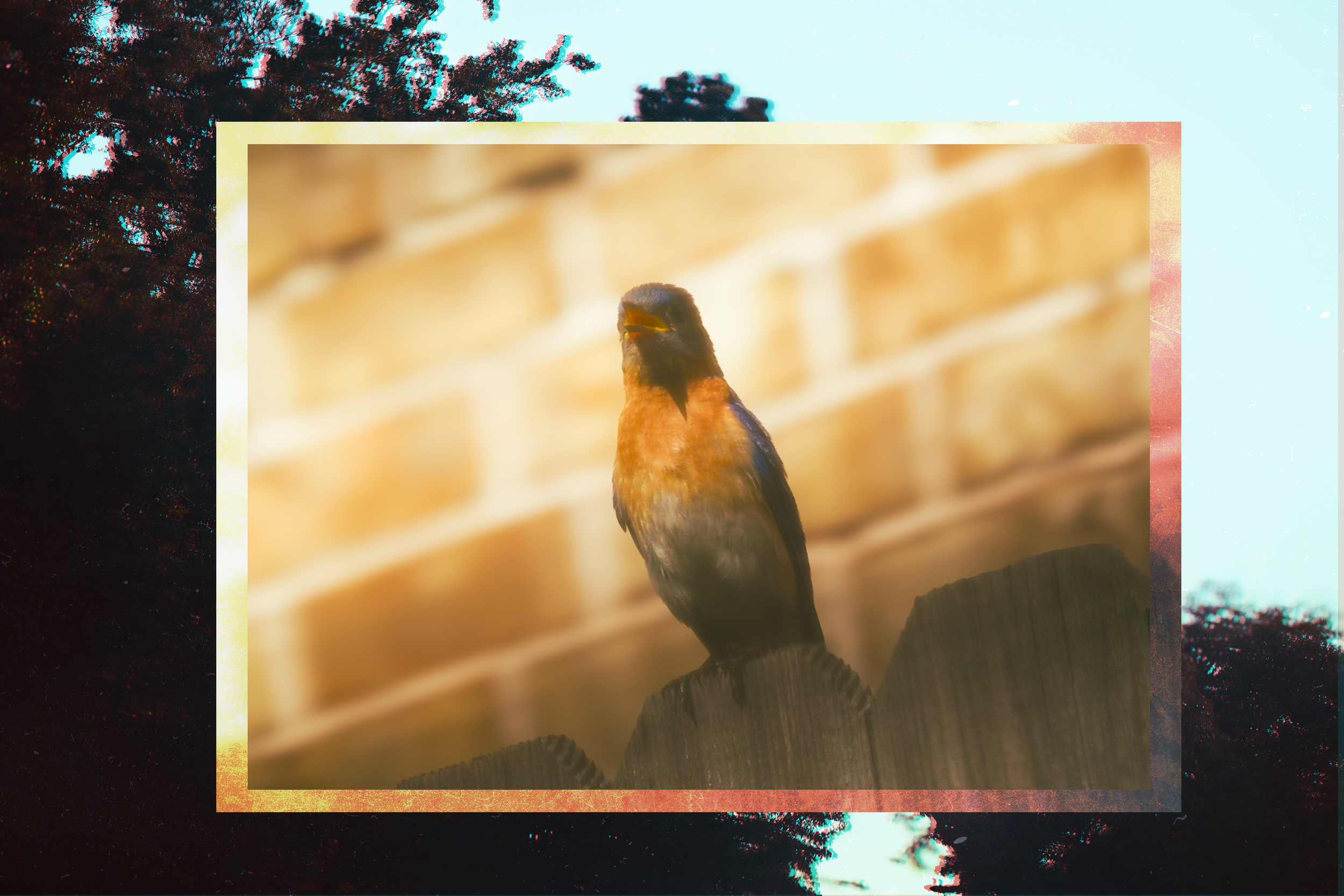 BIRDNEW.png