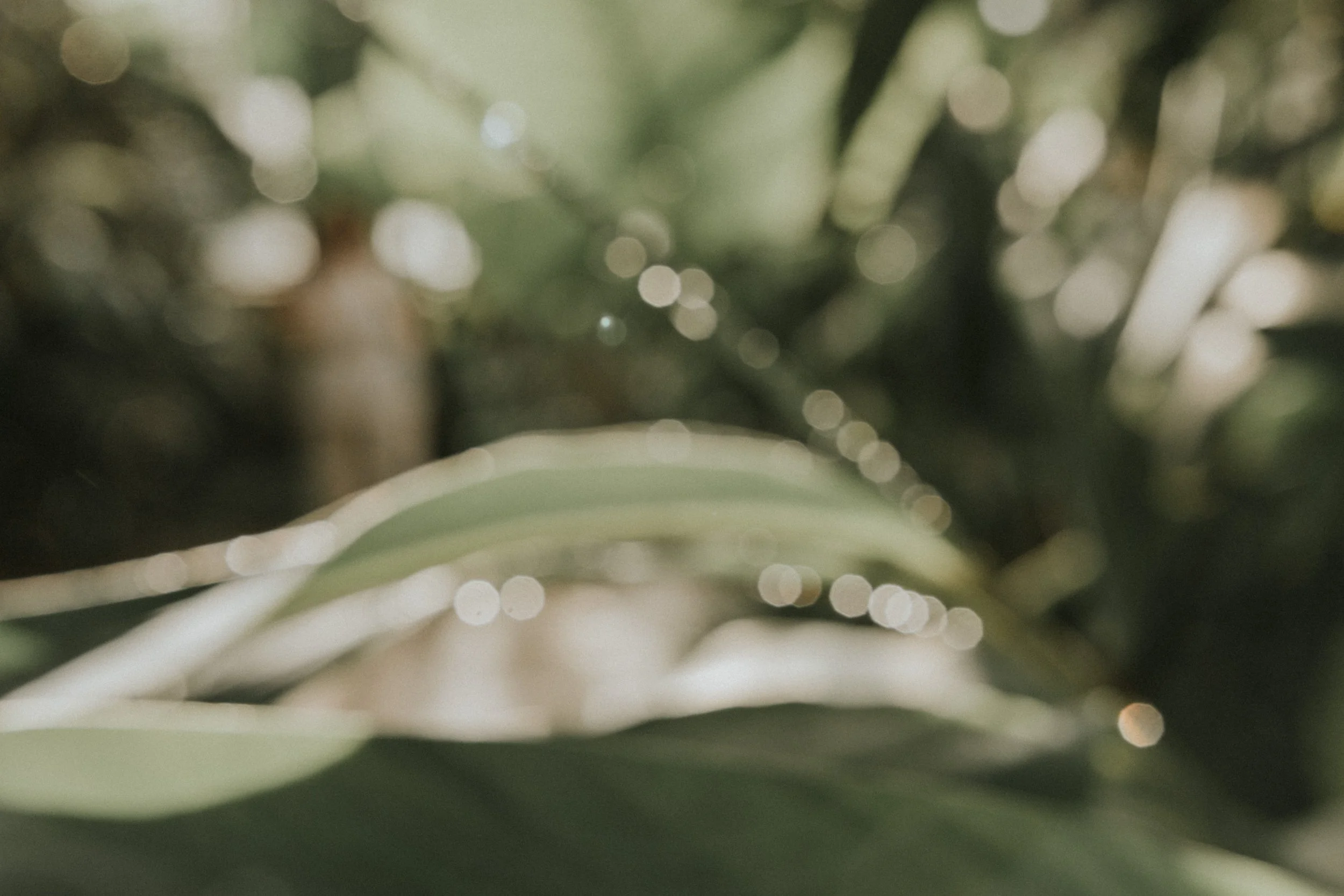 Fotografía borrosa de hojas verdes con luz brillante en el fondo y un objeto en la distancia que no se distingue.
