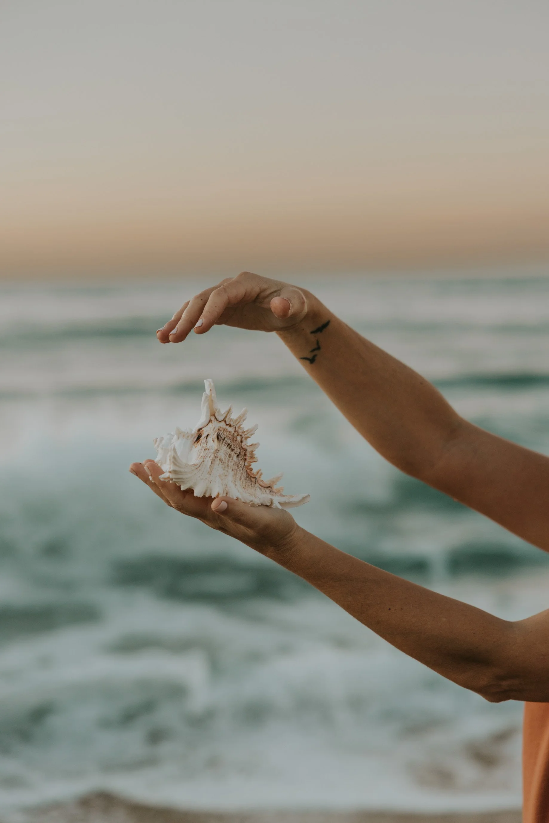 Mano sosteniendo concha marina en la playa al atardecer