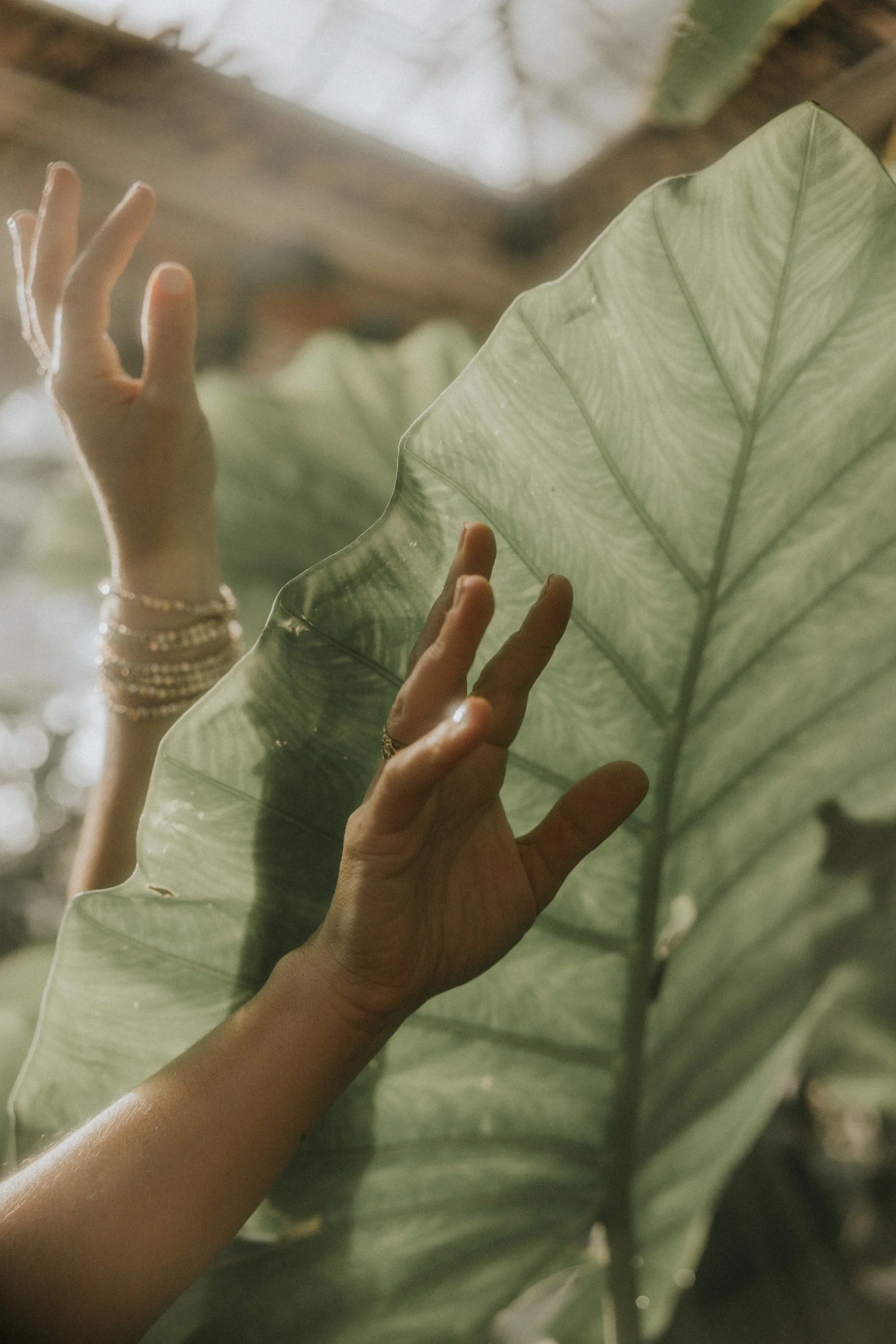 Manos tocando una hoja grande y verde de una planta tropical, con luces suaves y fondo borroso.