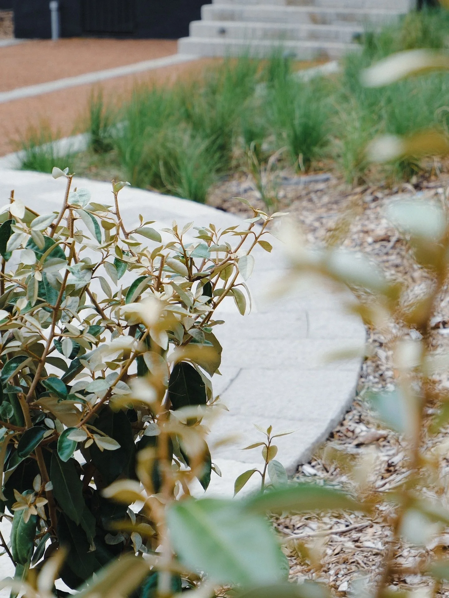 Spring has definitely arrived, and is working wonders on our recently planted Eleagnus x ebbingei at our project in Robertson. 

#Landscaping #LandscapeDesign
#OutdoorLivingAustralia #SustainableLandscaping
#GardenDesign #PavingAndStonework
#ModernLa