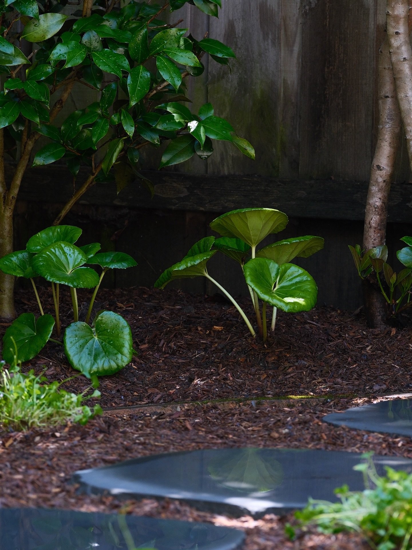 Freshly planted Ligularia reniformis at a project that we completed in Bowral last week. Can&rsquo;t wait to see them settle in and flower!