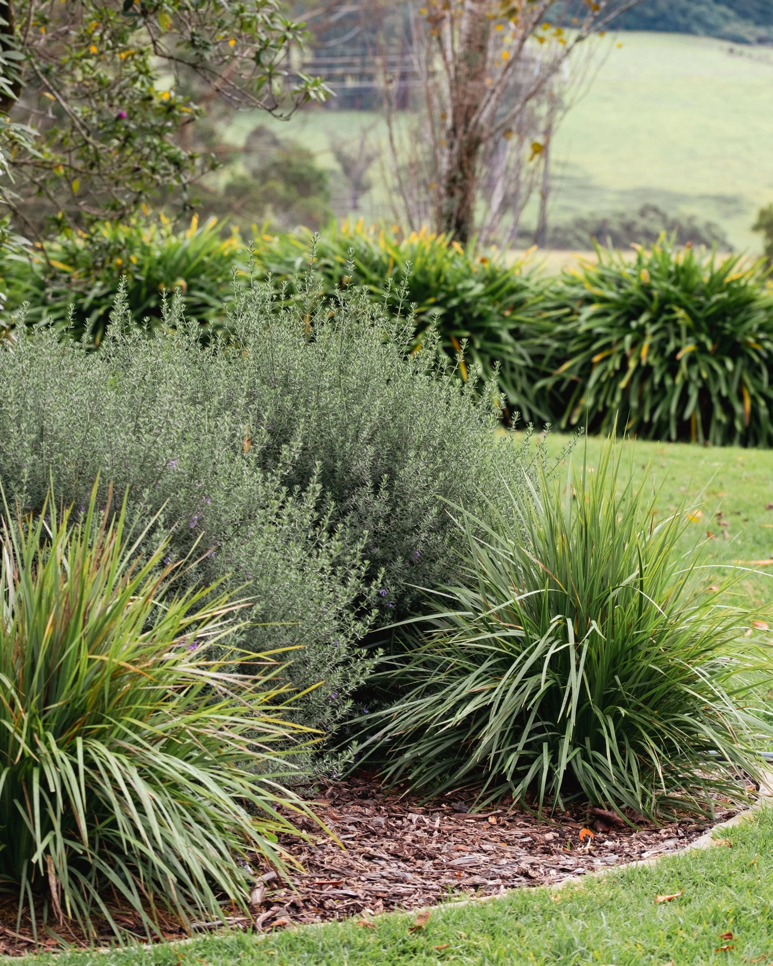 Our Robertson project. Native planting -Orthrosanthus multiflorus and Westringia 'Naringa