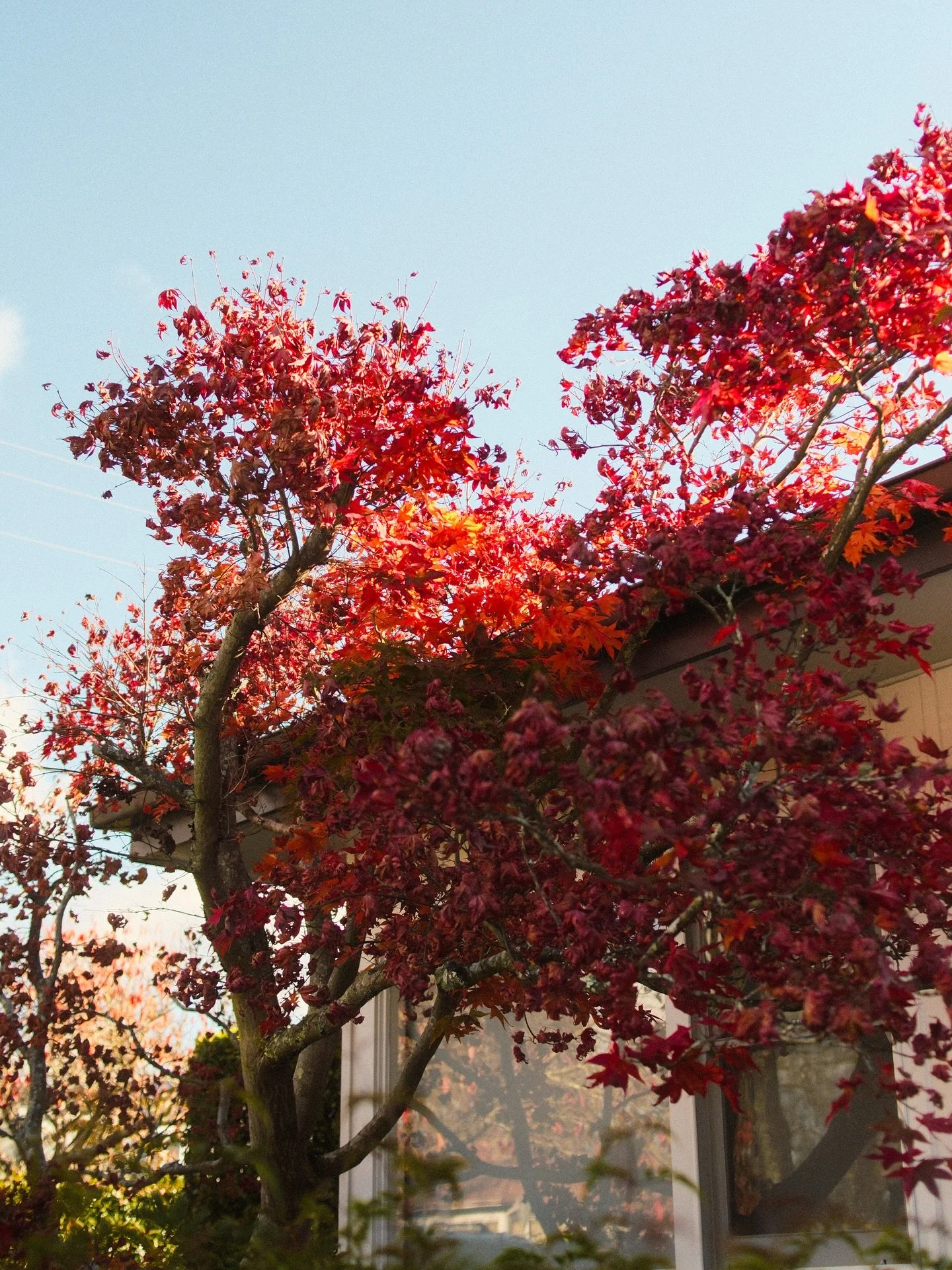 One final blaze of autumn colour before winter arrives. The Southern Highlands really knows how to put on a show.