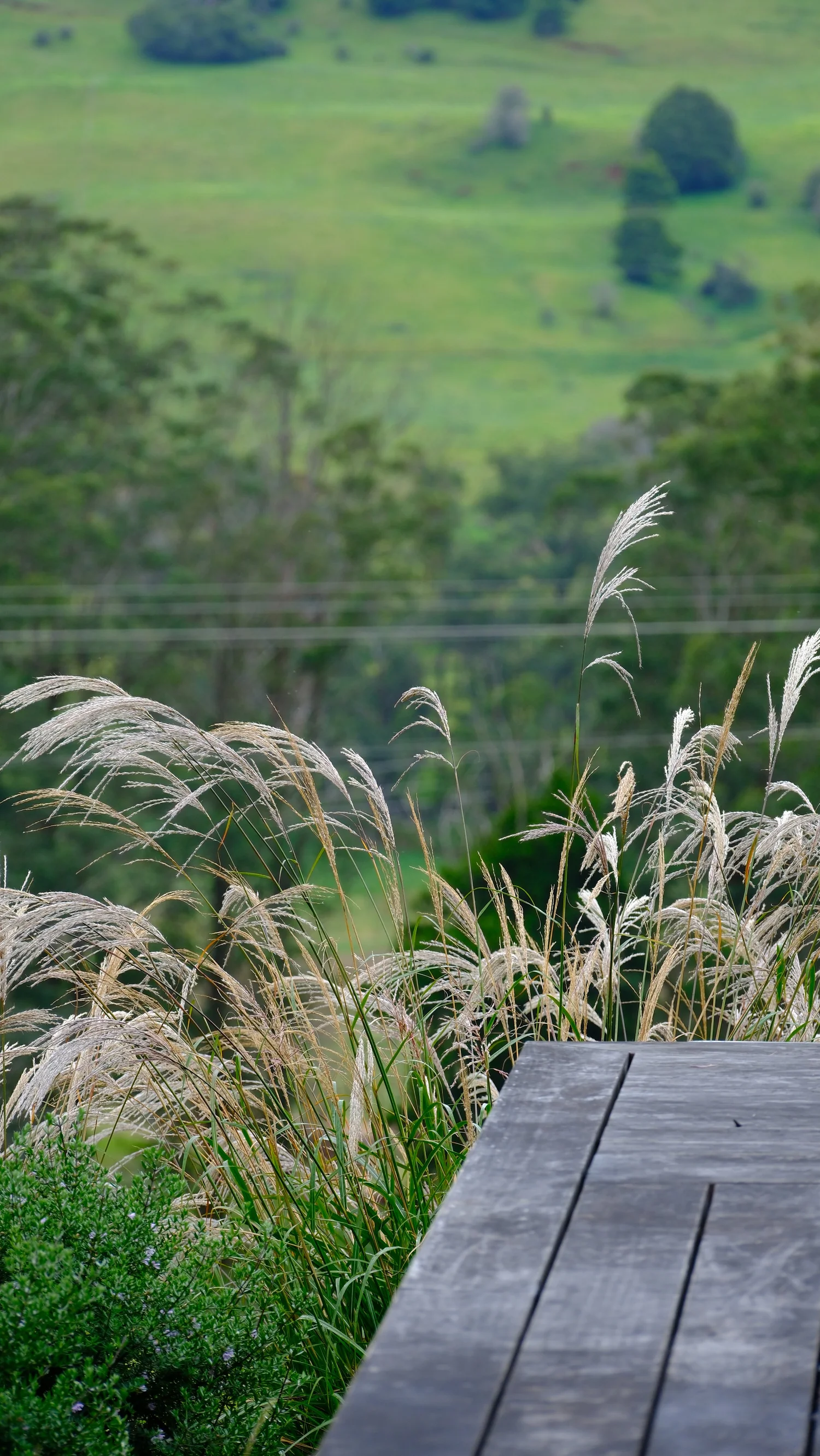 Hardwood “Deck with Miscanthus”>
  </div>
  <div class=