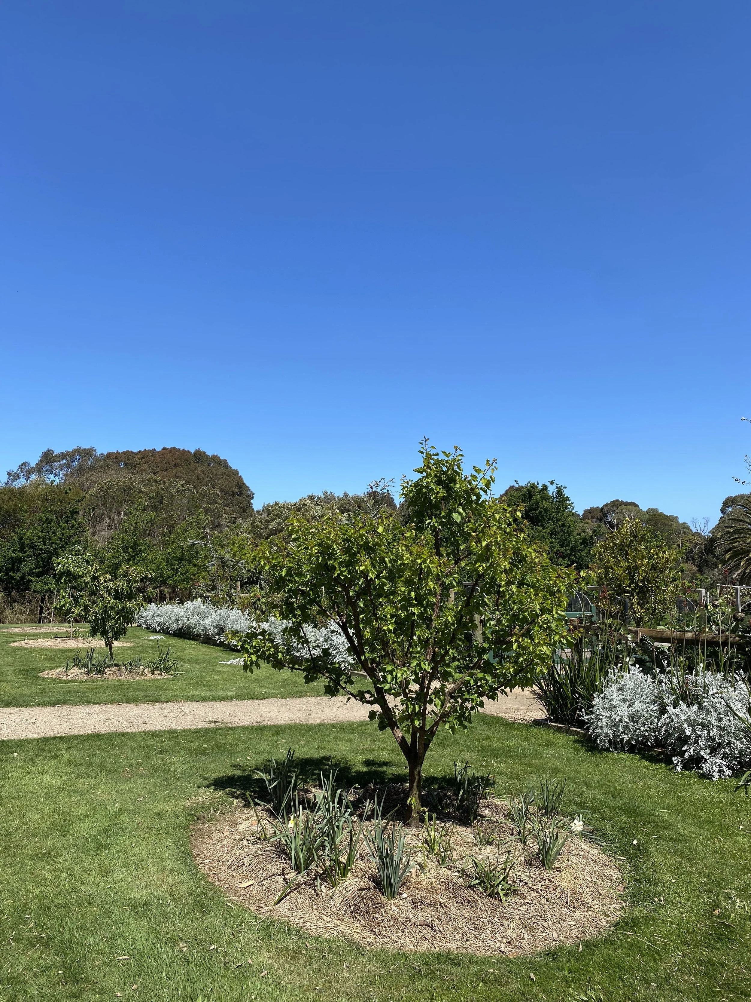 The Art of Winter Pruning