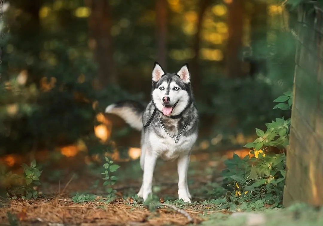 A Siberian Husky dog standing on a wooded trail with a chain collar, surrounded by green foliage and warm light filtering through the trees.