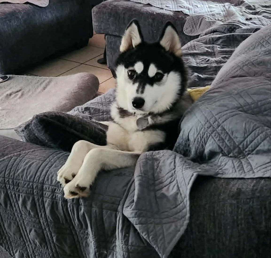 A black and white Siberian Husky puppy lying on a gray quilted sofa, looking at the camera with a curious expression.