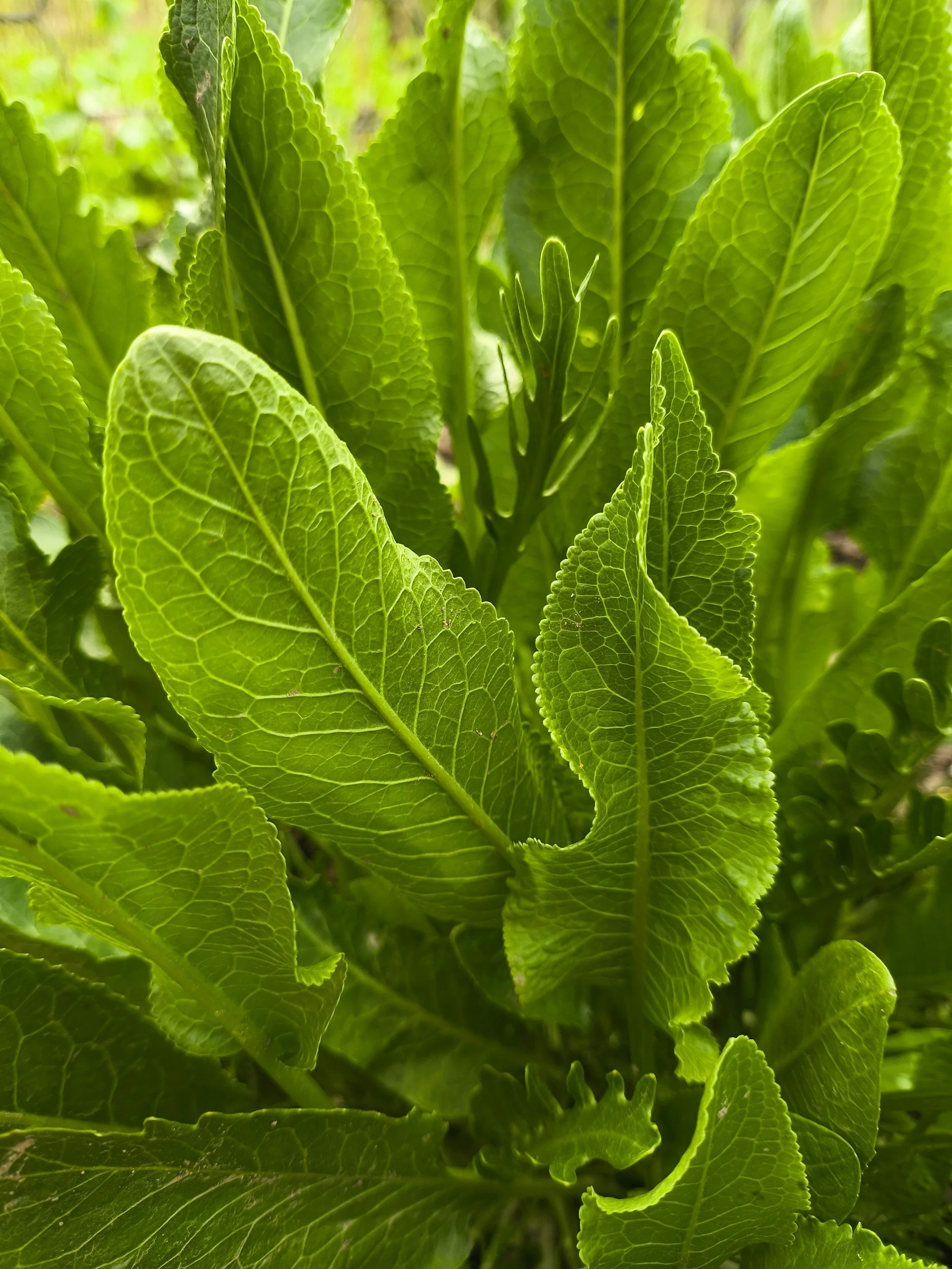 January Plant: Armoracia rusticana (Horseradish)