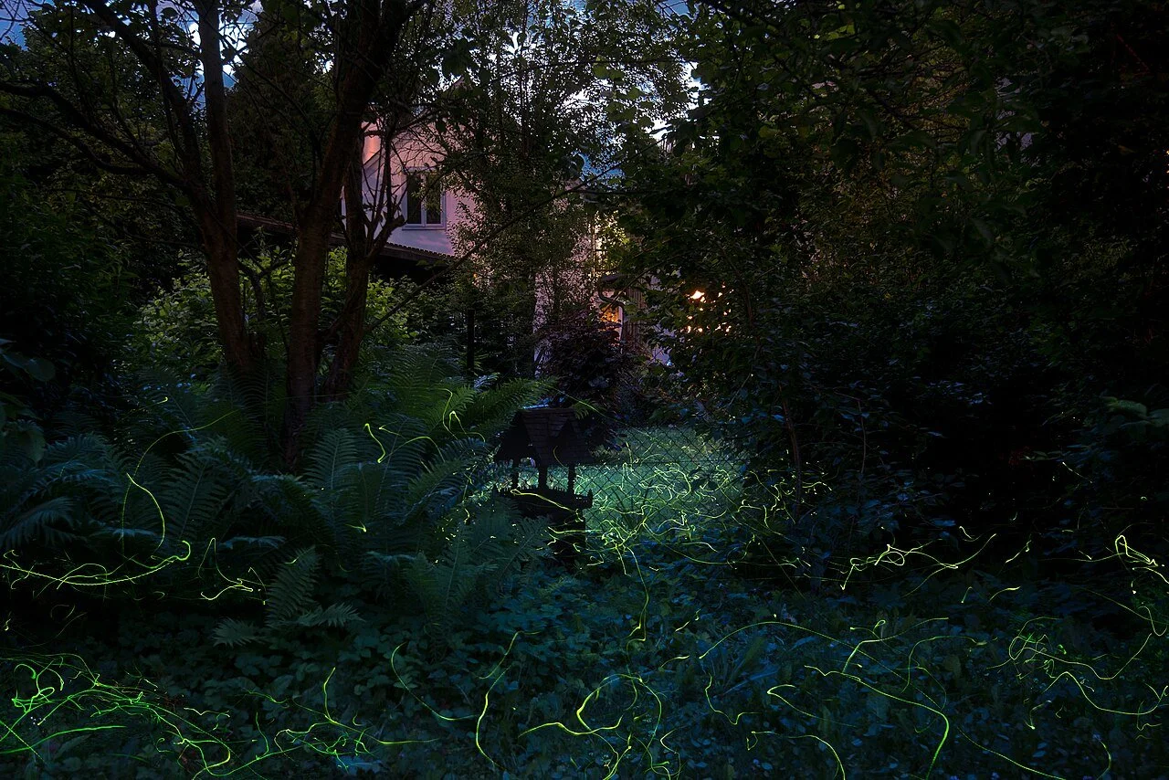 Fireflies in the Garden Paint and Sip (7/23/26)
