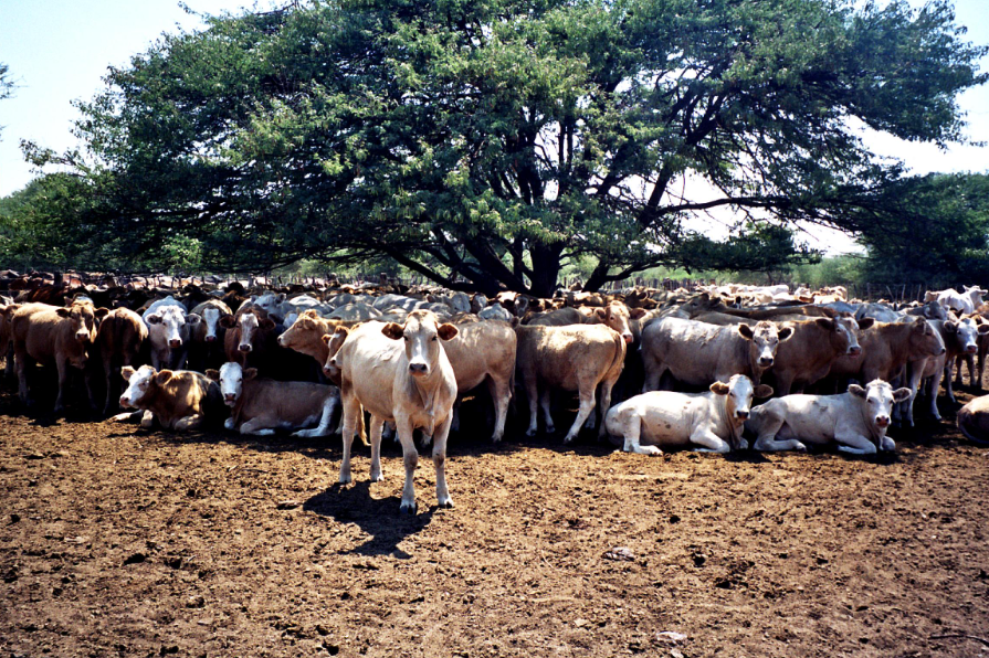 A herd of cattle resting and standing under a large tree on a dirt field.