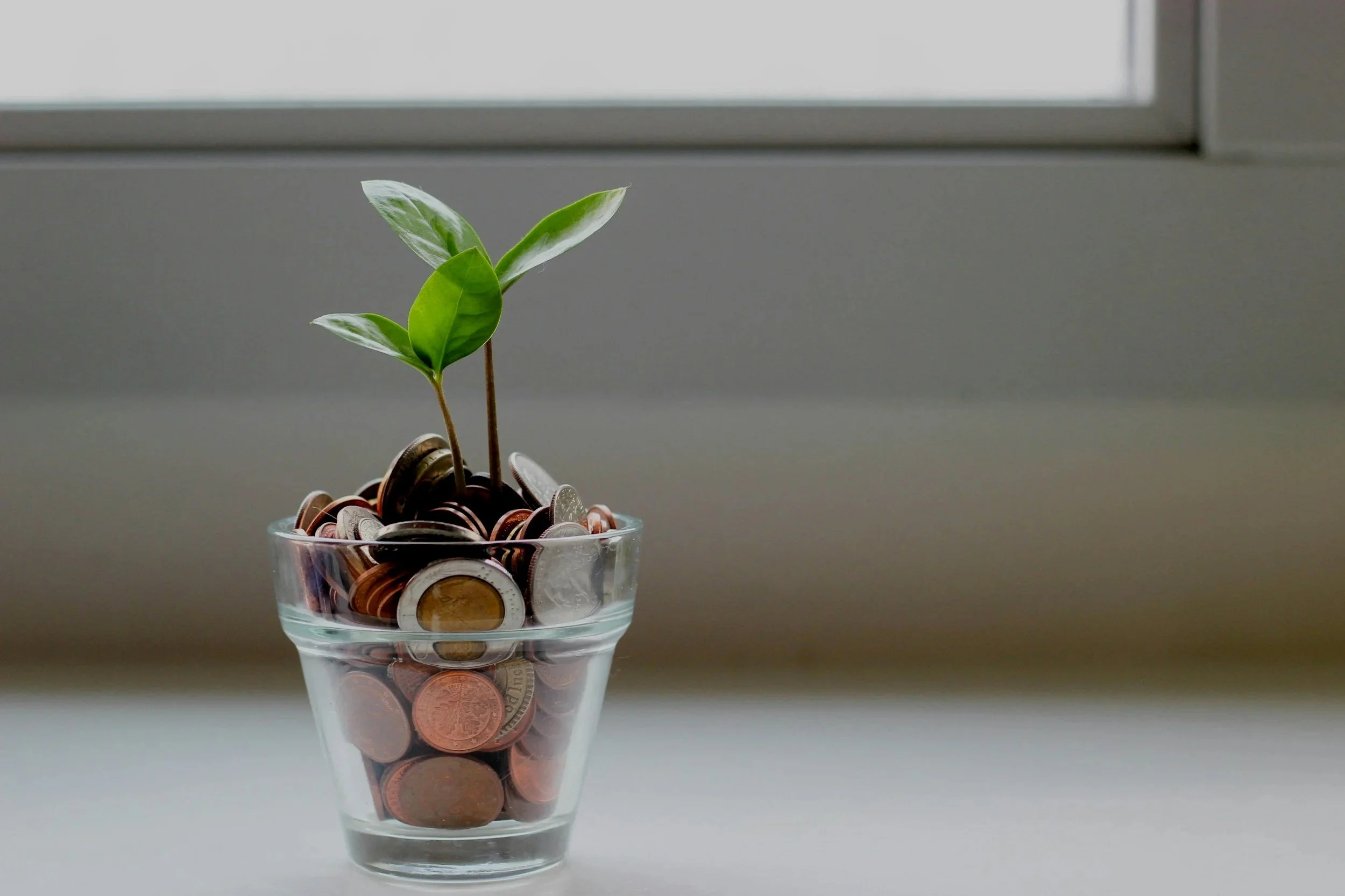 A small plant with green leaves growing from a glass filled with coins