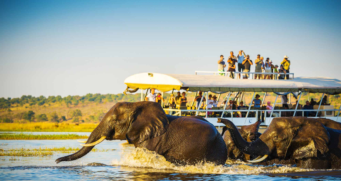 Tourists on a boat watching elephants swimming in a river