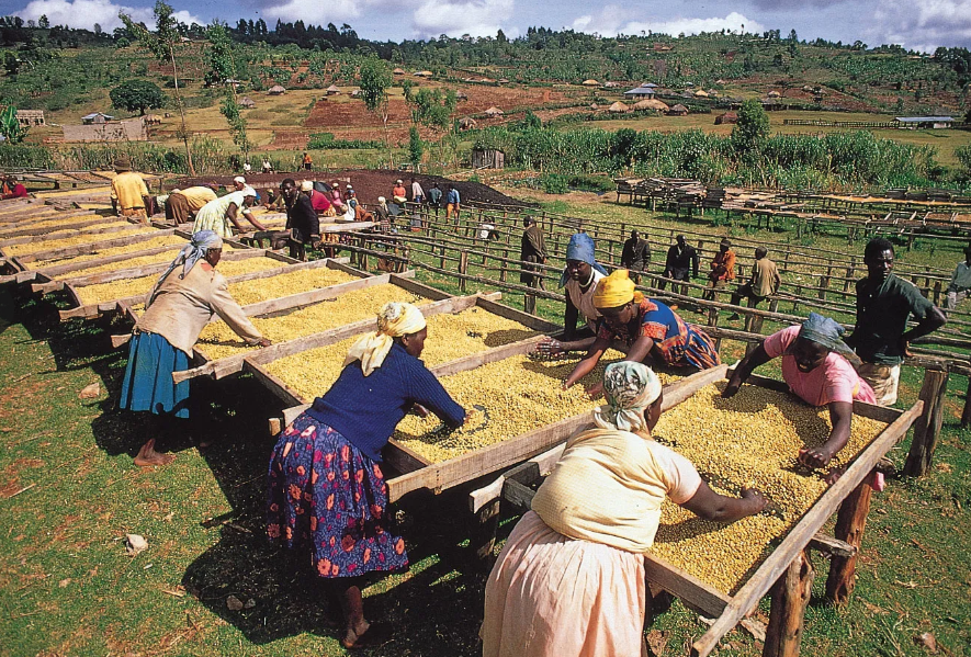 Women harvest yellow crops on wooden drying racks in a rural landscape with fields, hills, and scattered houses.