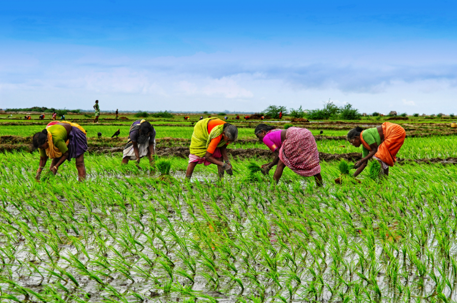 Women planting rice in a flooded field under a blue sky.